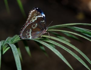 shallow focus photography of brown butterfly on green plant thumbnail