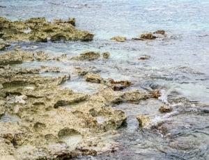 seashore and beige corals thumbnail