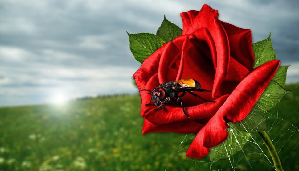 red rose and bee in macro photography preview
