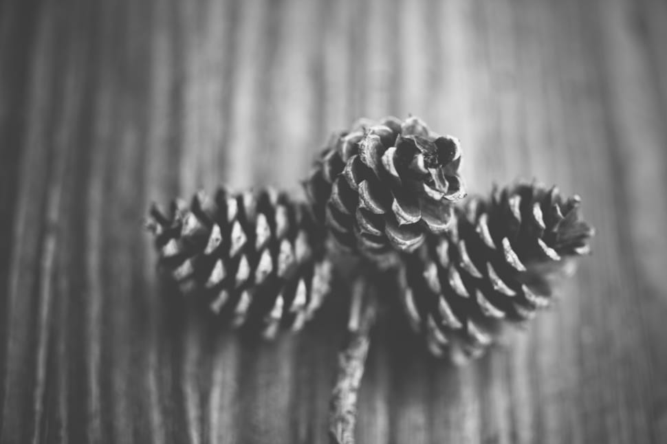 3 pine cone in gray scale photography preview