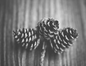 3 pine cone in gray scale photography thumbnail