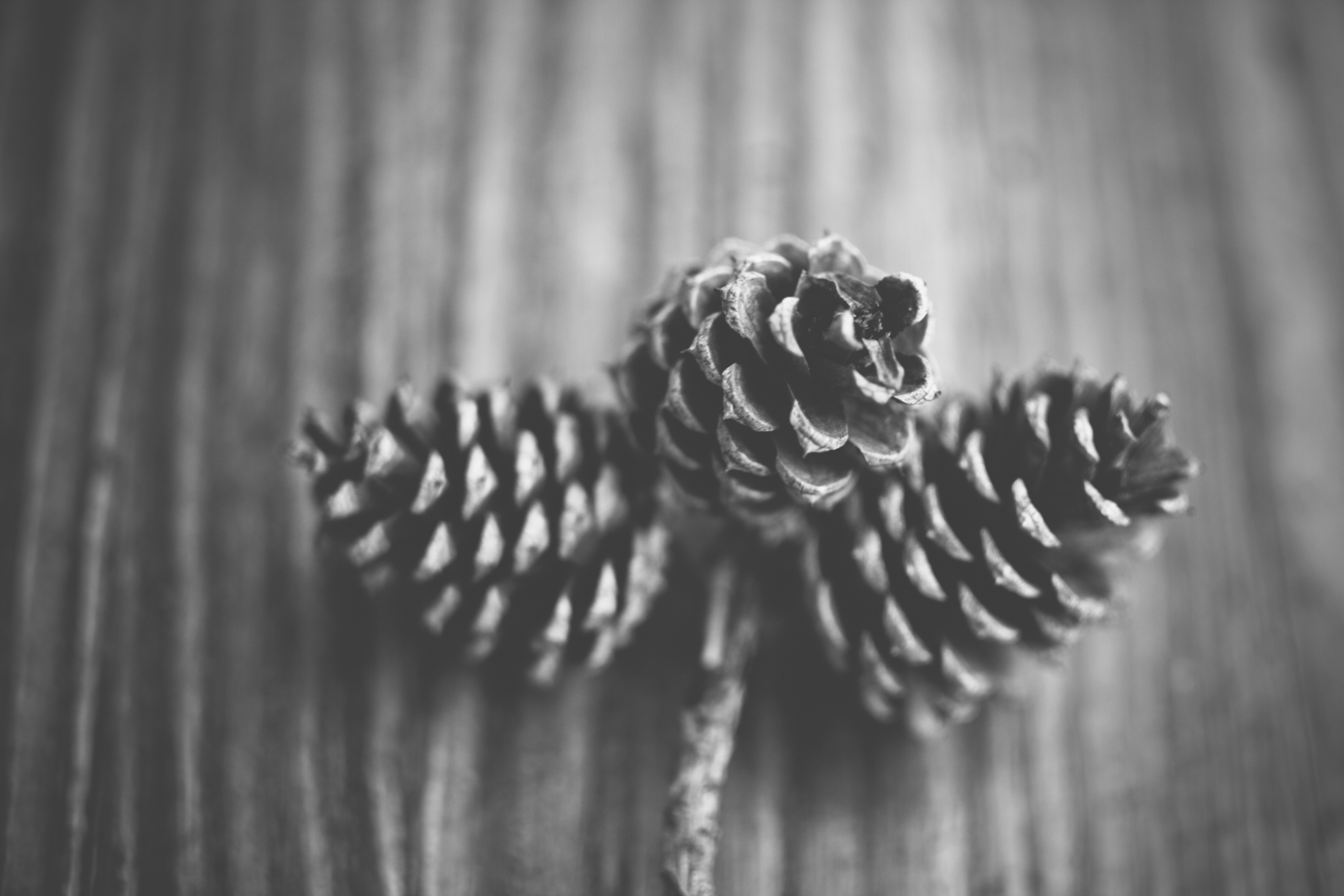 3 pine cone in gray scale photography