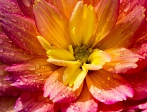 yellow and pink petaled flower thumbnail