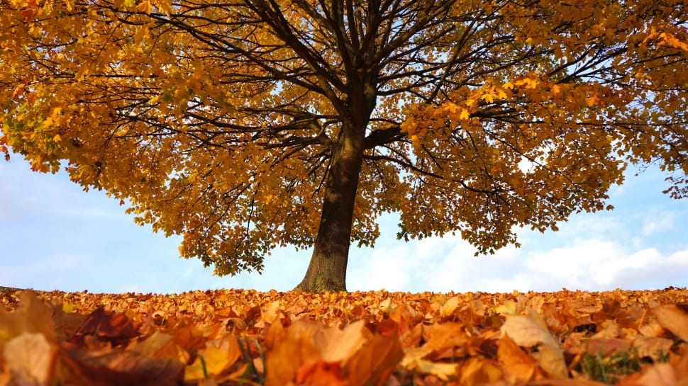 brown leafed tree preview