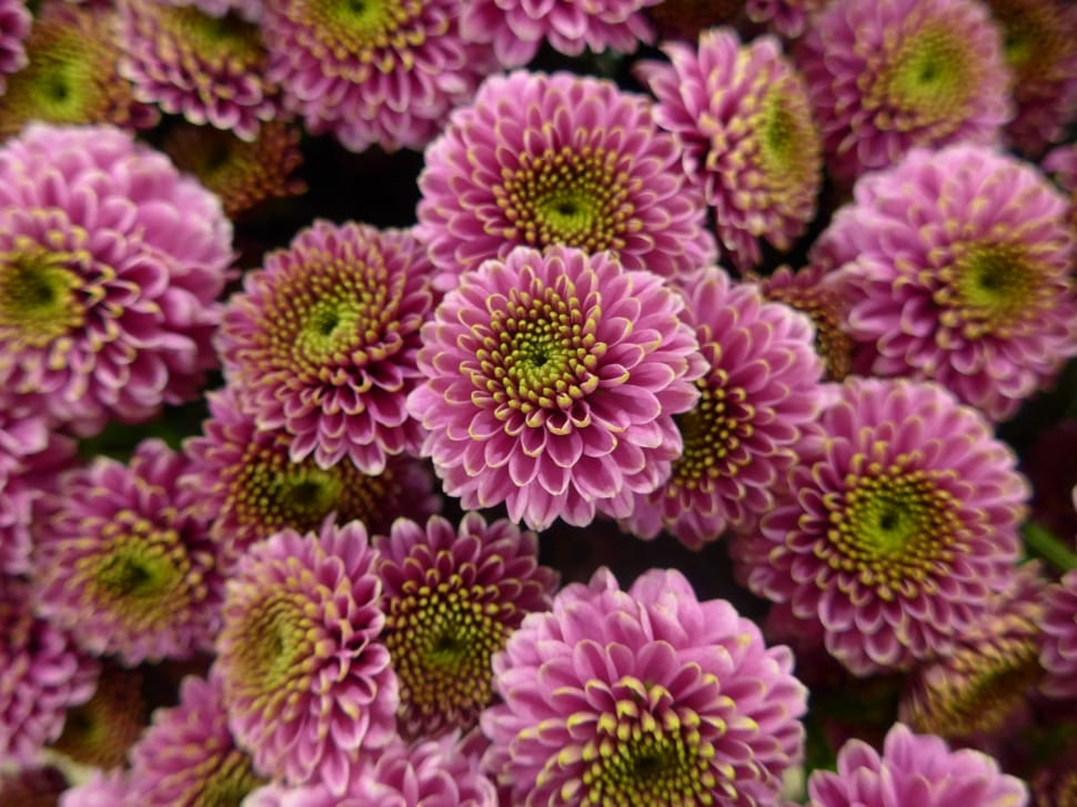 pink clustered flowers preview