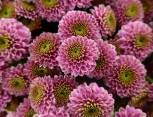 pink clustered flowers thumbnail