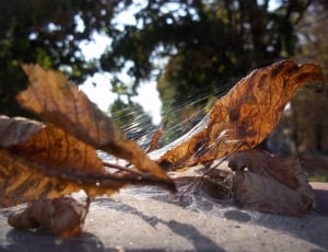 brown dry leaf thumbnail