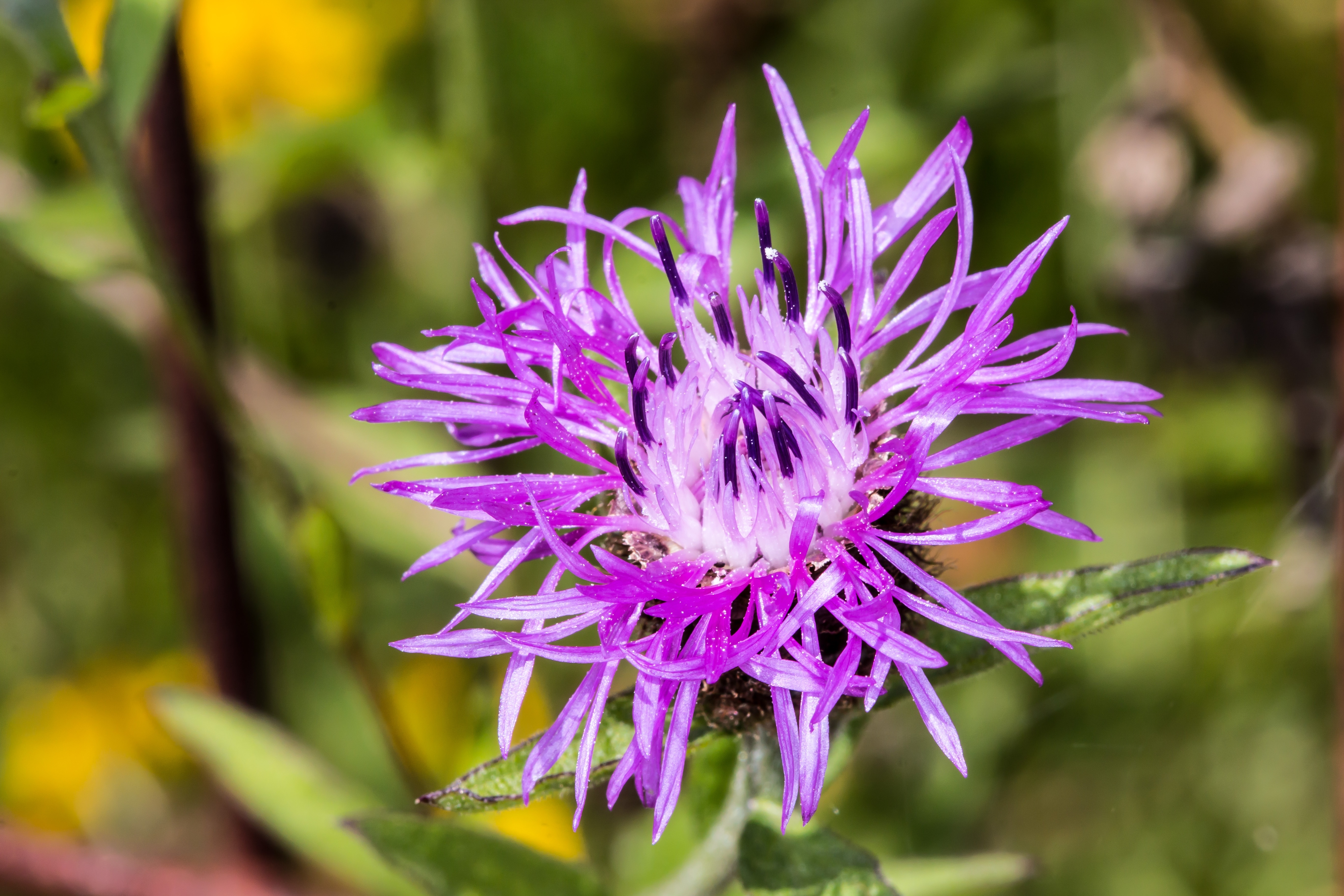 purple thistle flower