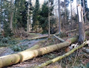 Tree Trunks, Wood Casework, Forest Work, forest, tree thumbnail