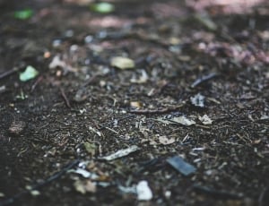 Forest, Litter, Woods, Nature, selective focus, backgrounds thumbnail