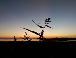 silhouette of plants during golden hour thumbnail