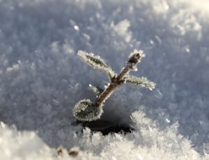 Plant, Frost, Shot, Leaf, Snow, Winter, one animal, no people thumbnail