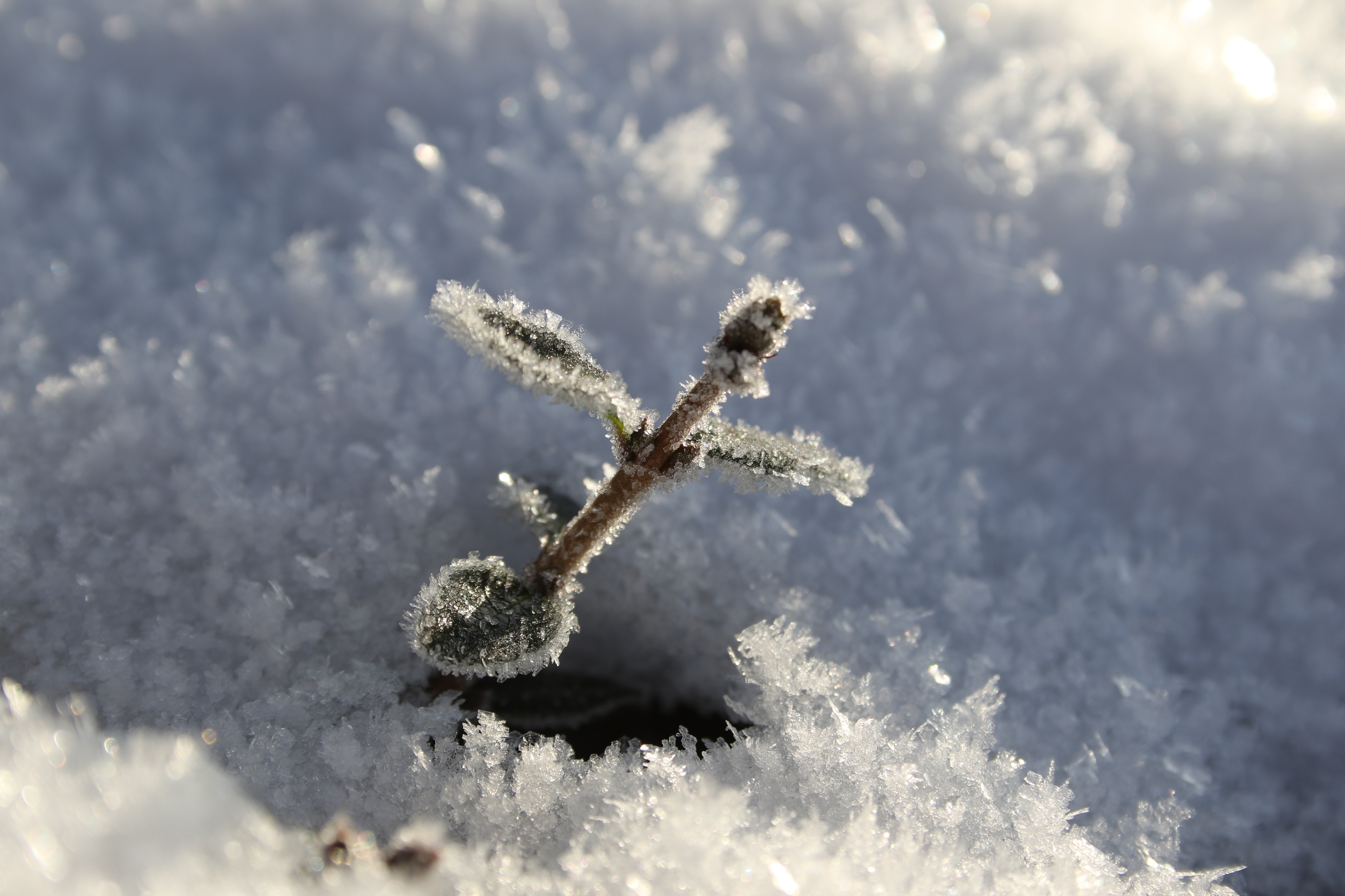 Plant, Frost, Shot, Leaf, Snow, Winter, one animal, no people