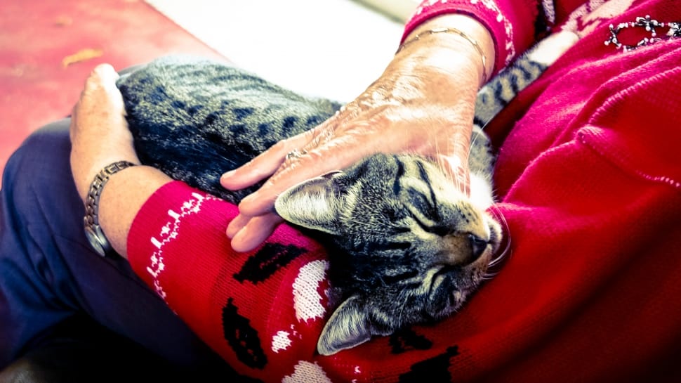 human holding the neck of silver tabby cat preview