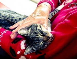 human holding the neck of silver tabby cat thumbnail