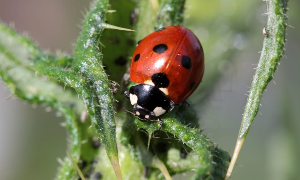 red and black lady bug preview