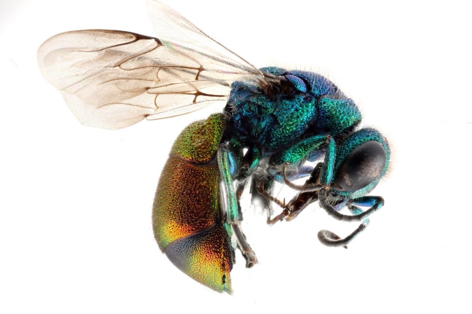 blue and green bee preview