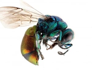blue and green bee thumbnail