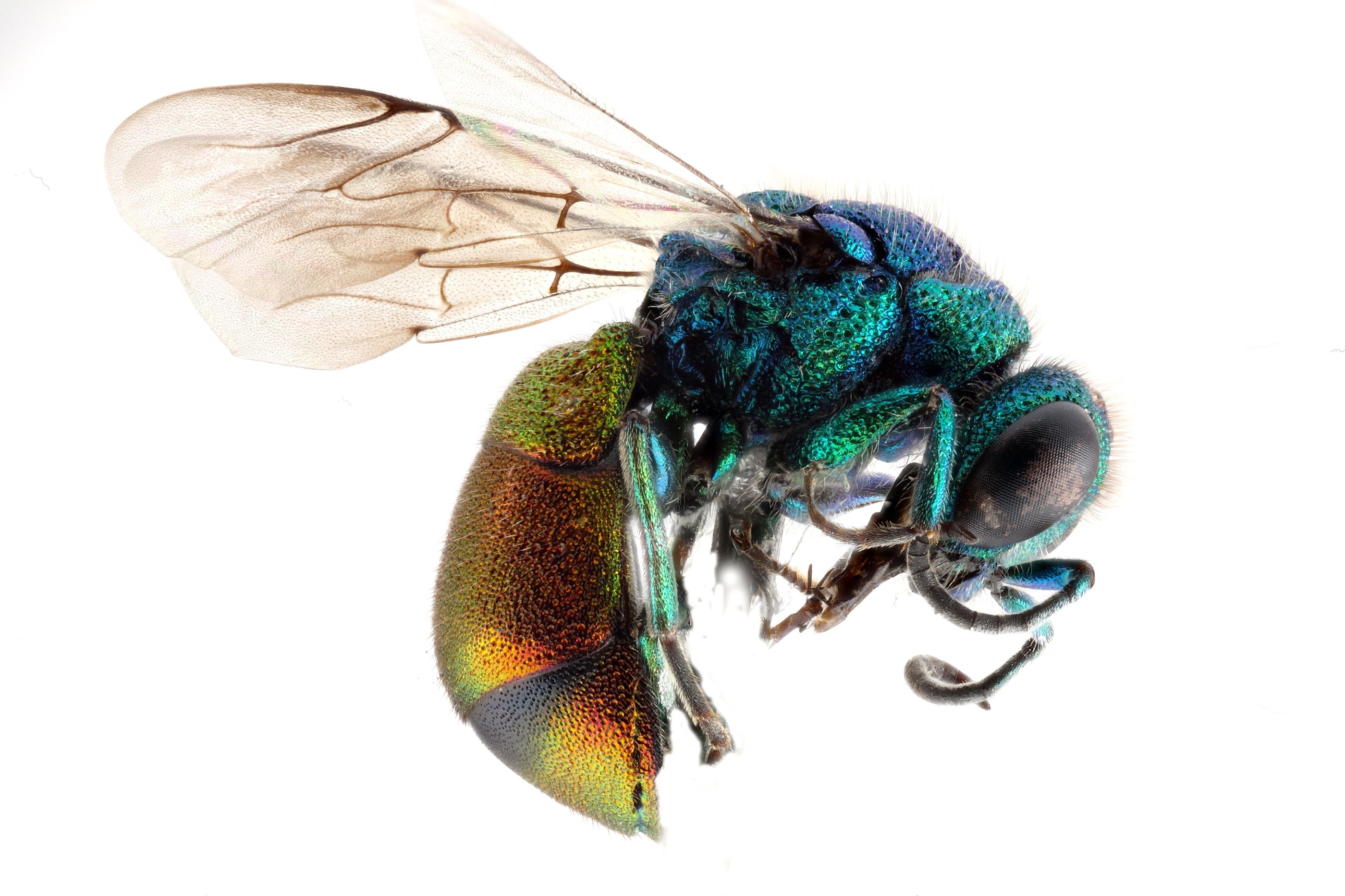 blue and green bee
