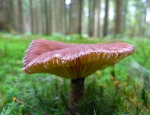 red and beige mushroom thumbnail