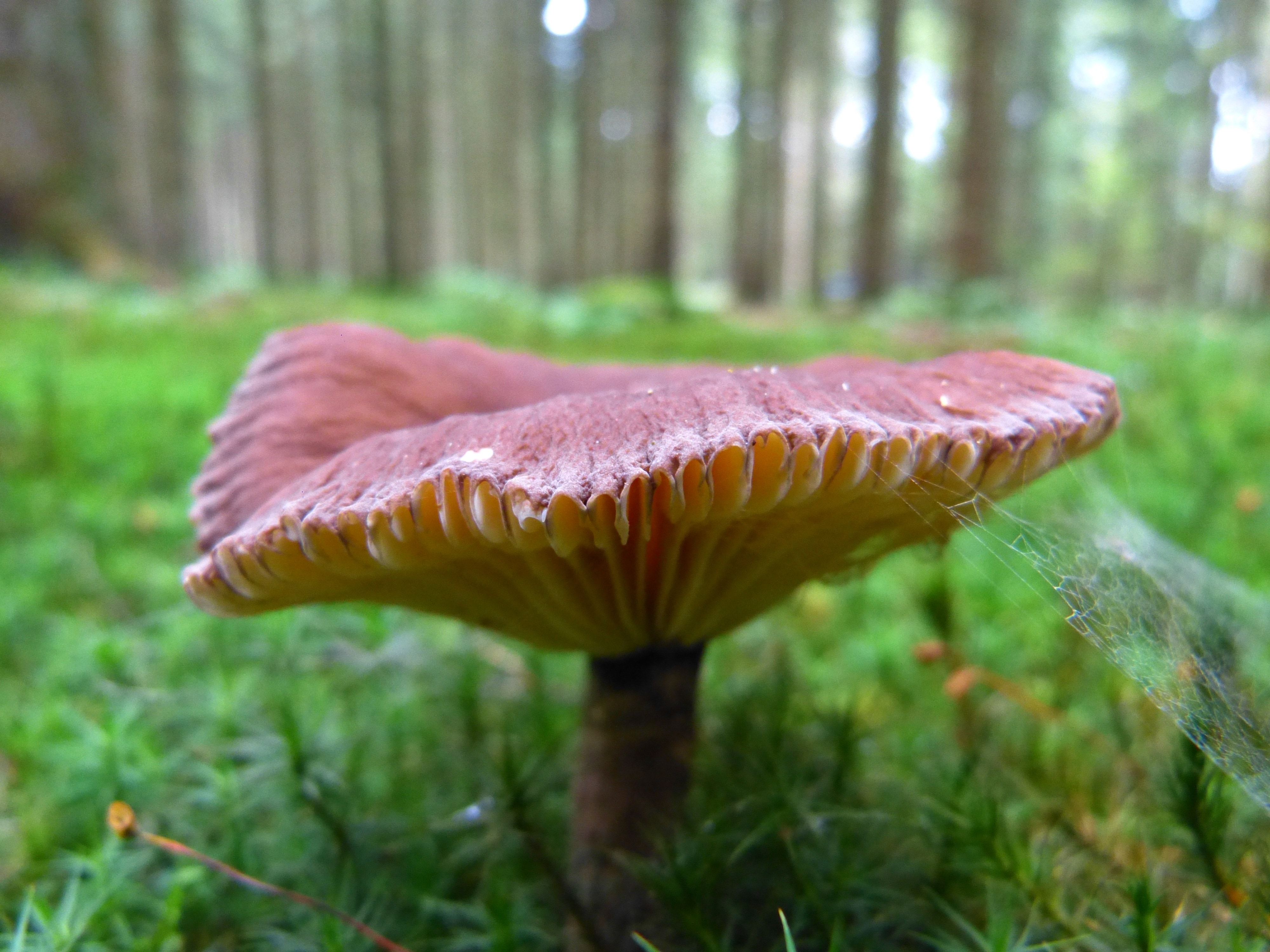 red and beige mushroom