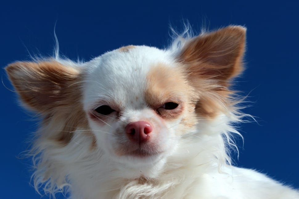 white and tan chihuahua preview