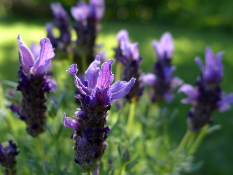 Violet, Garden Plant, Flowers, Lavender, purple, flower preview