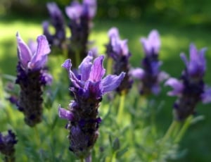 Violet, Garden Plant, Flowers, Lavender, purple, flower thumbnail