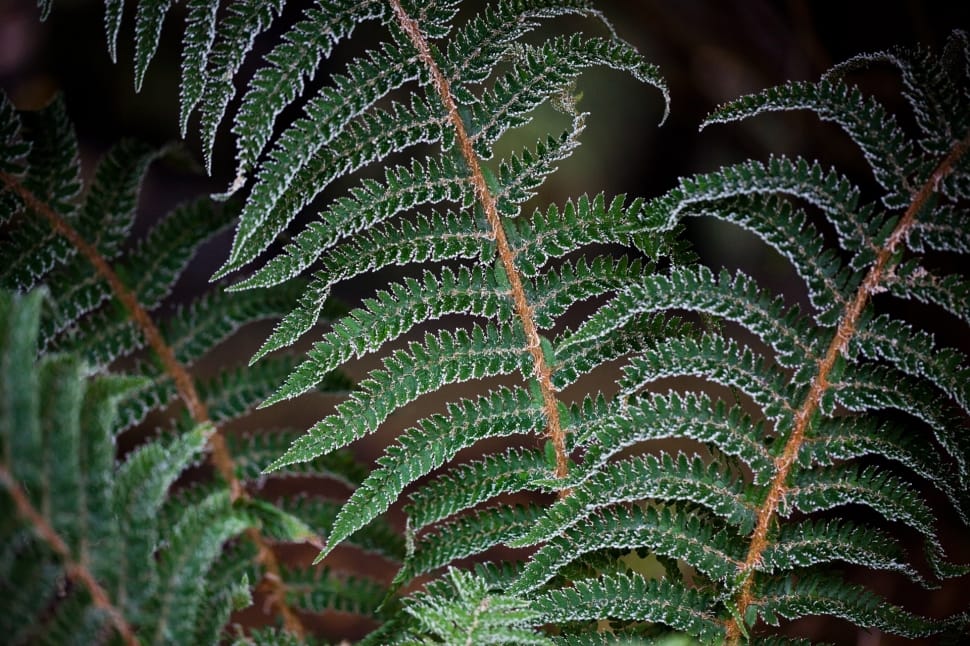 close up and selective focus photograph of fern plant preview