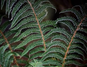 close up and selective focus photograph of fern plant thumbnail