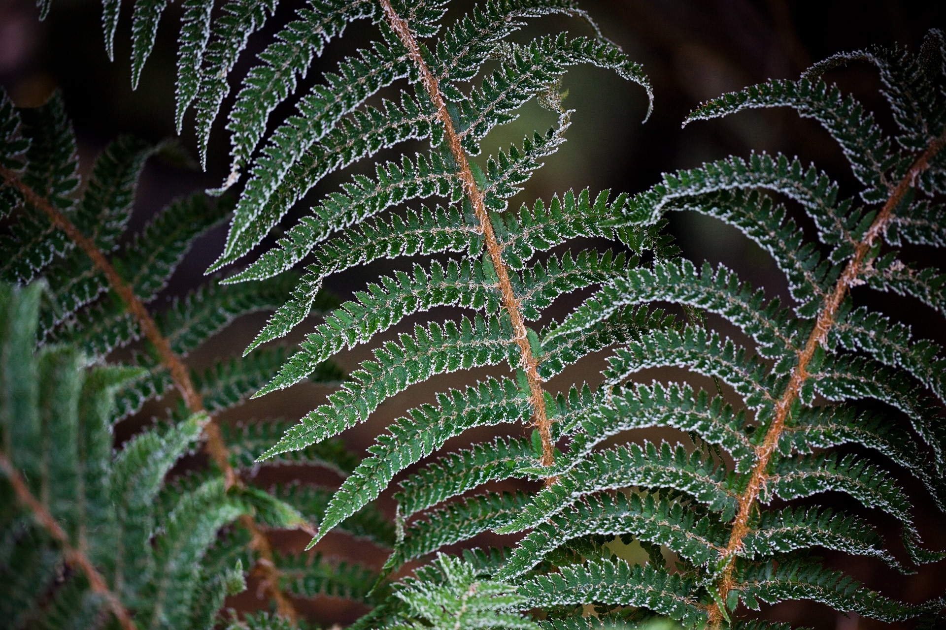 close up and selective focus photograph of fern plant