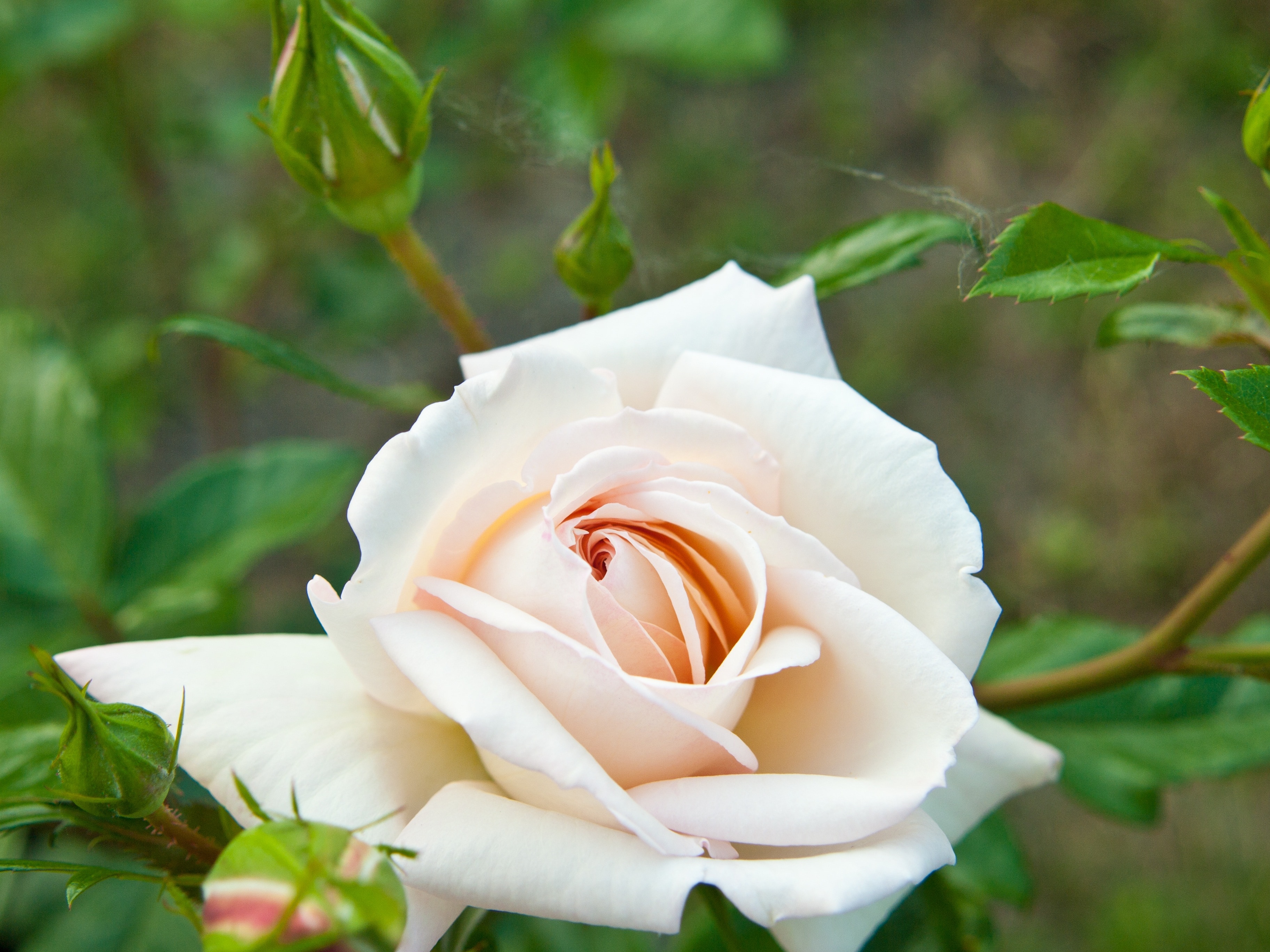 beige rose