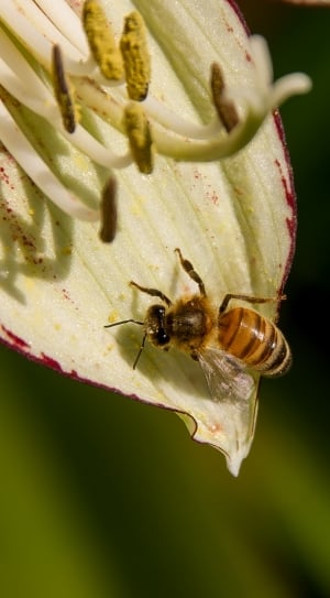honey bee on white flower thumbnail