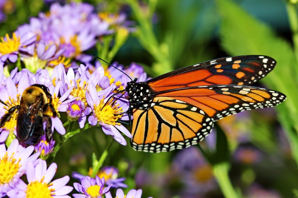 danaus plexippus and carpenter bee preview