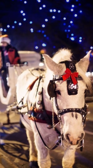 Horse Carriage, Christmas, Horse, Winter, horse, night thumbnail