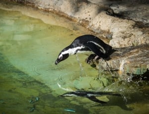 black and white penguin thumbnail