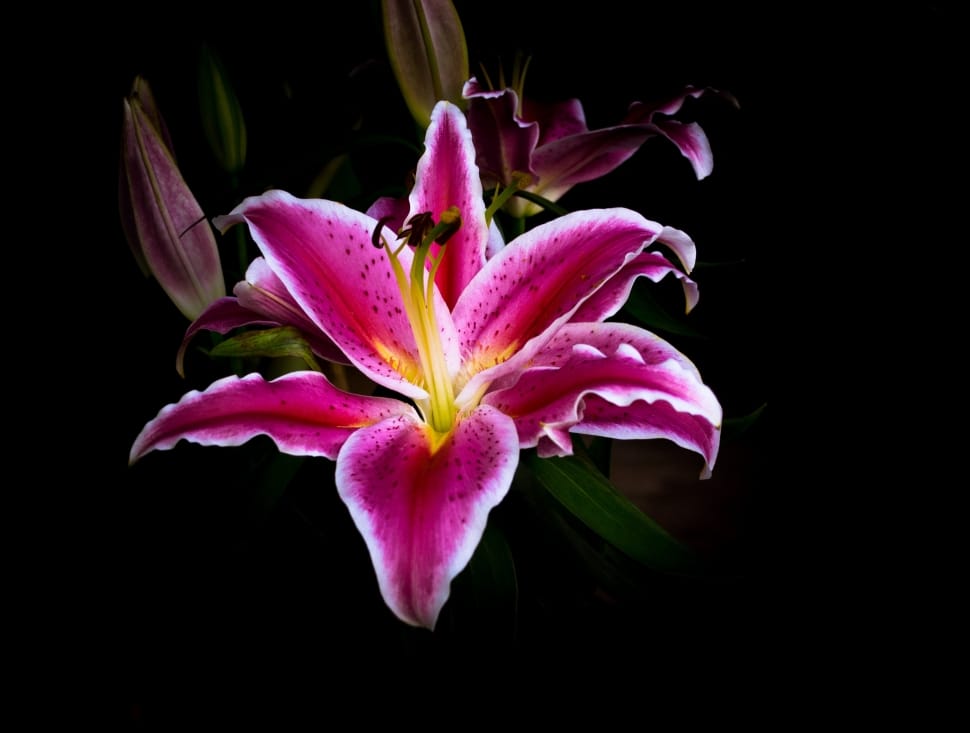 pink stargazer lily free image | Peakpx