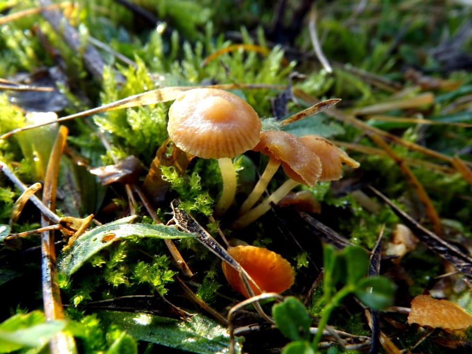 Tiny, Green, Plants, Mushrooms, Moss, mushroom, fungus preview