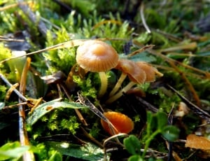 Tiny, Green, Plants, Mushrooms, Moss, mushroom, fungus thumbnail