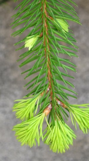 green leaf pine branch thumbnail