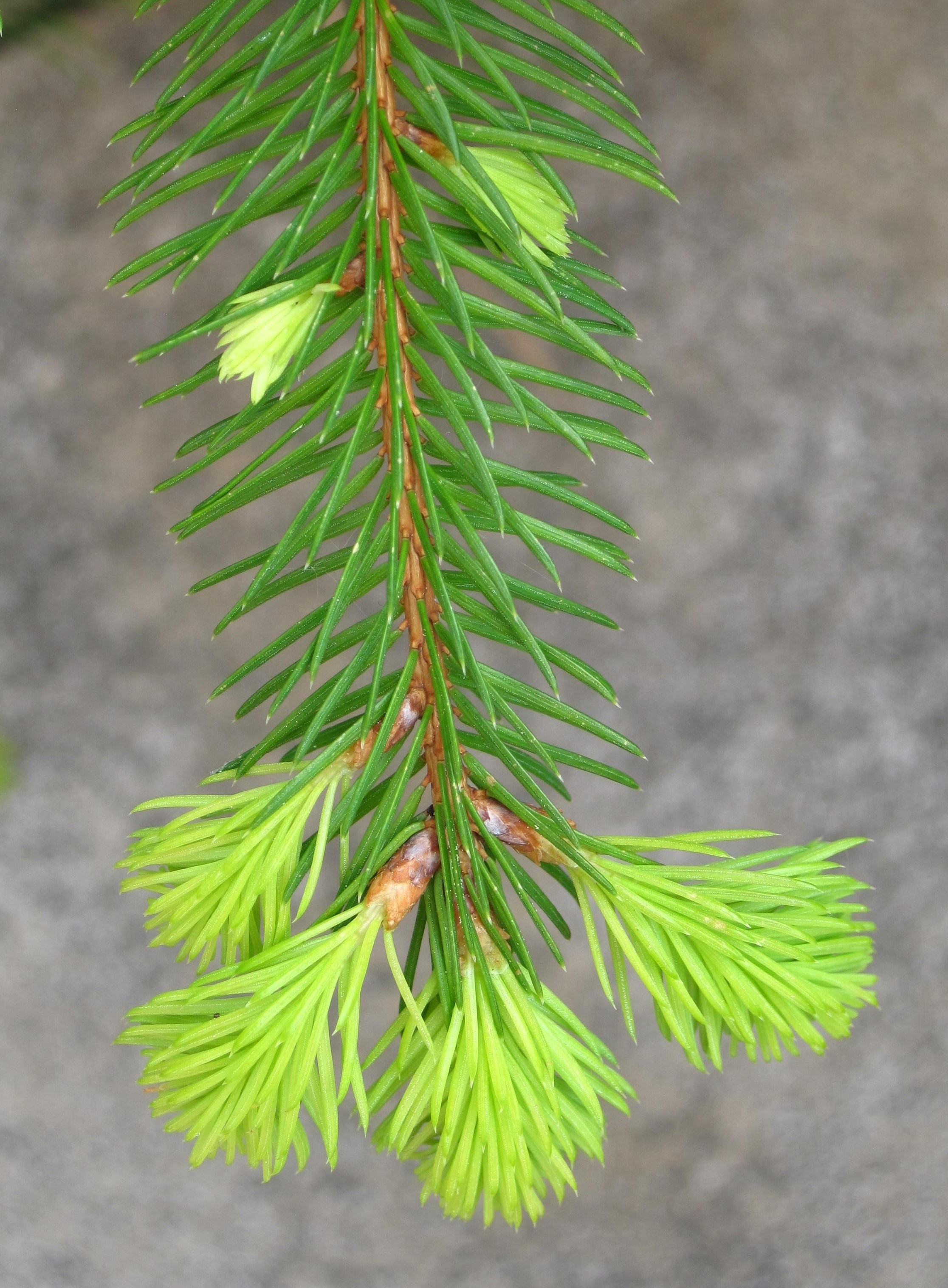 green leaf pine branch