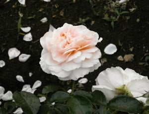white-and-pink roses thumbnail