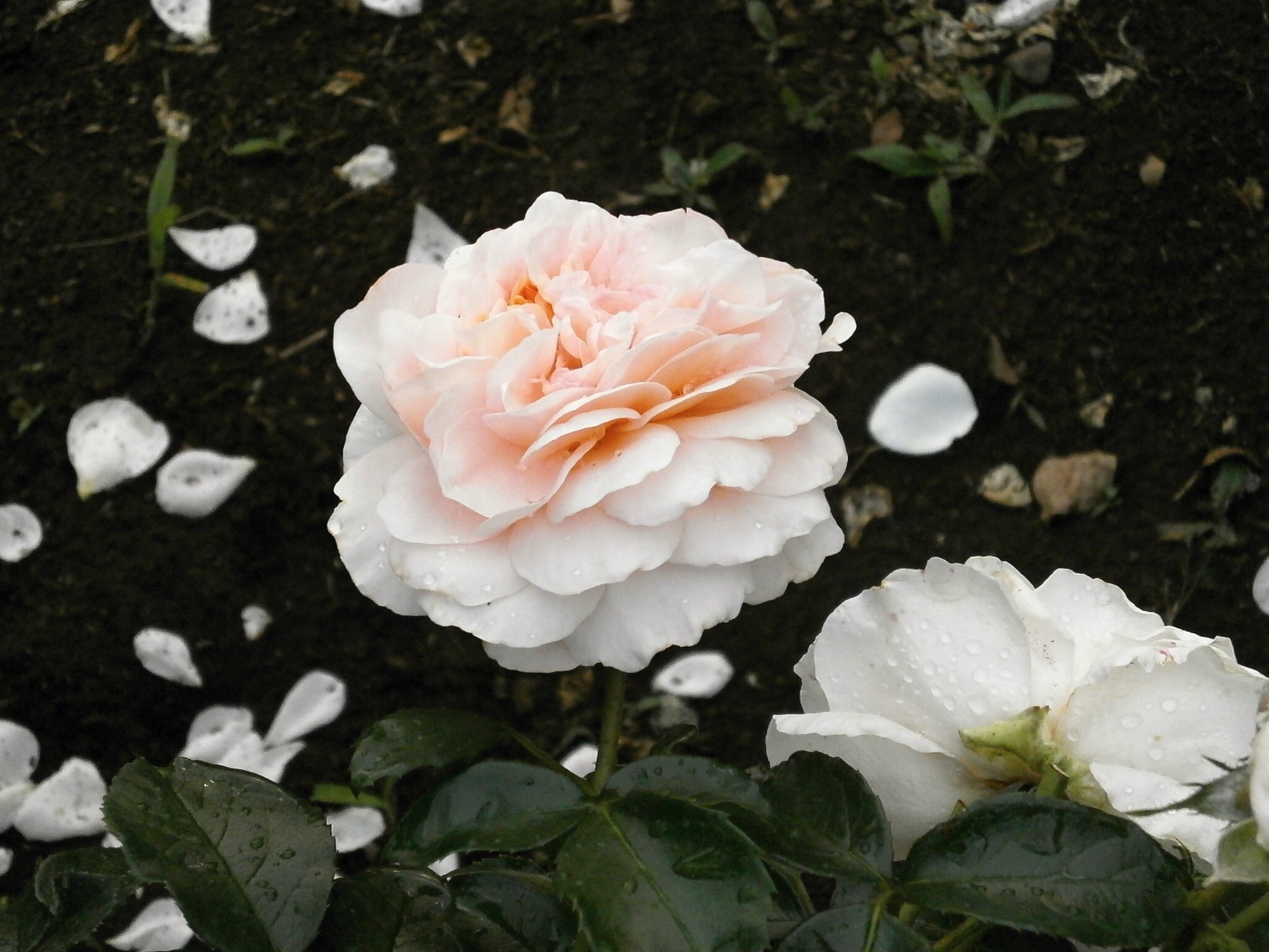white-and-pink roses