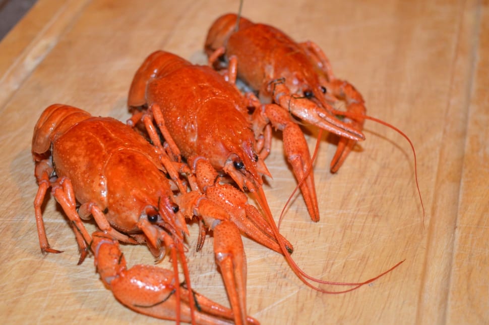 3 orange lobsters preview
