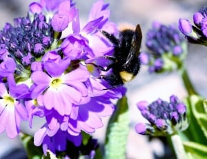 selective focus photo of carpenter bee perched on purple cluster flower thumbnail