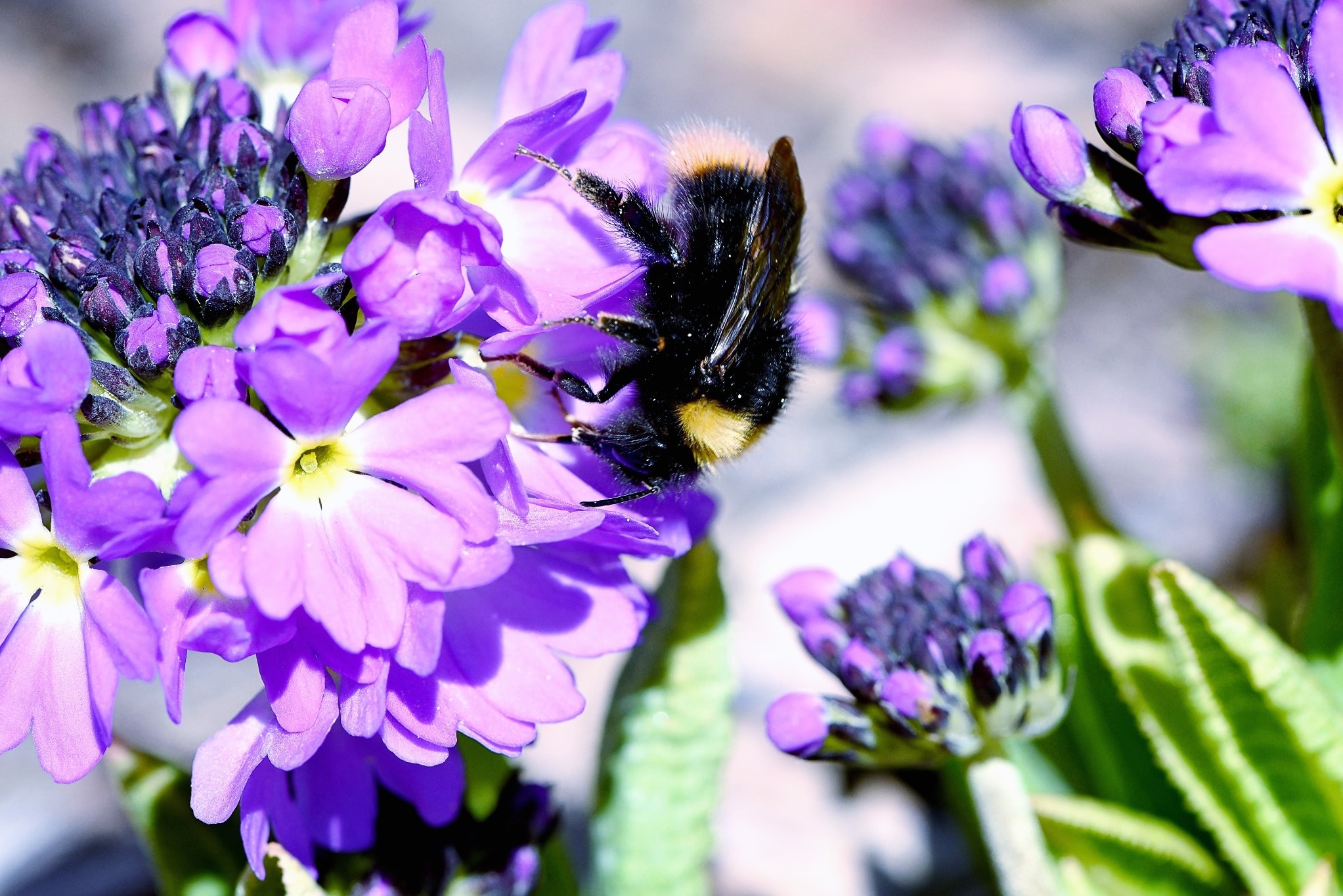 selective focus photo of carpenter bee perched on purple cluster flower