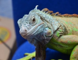 green and blue galapagos iguana thumbnail