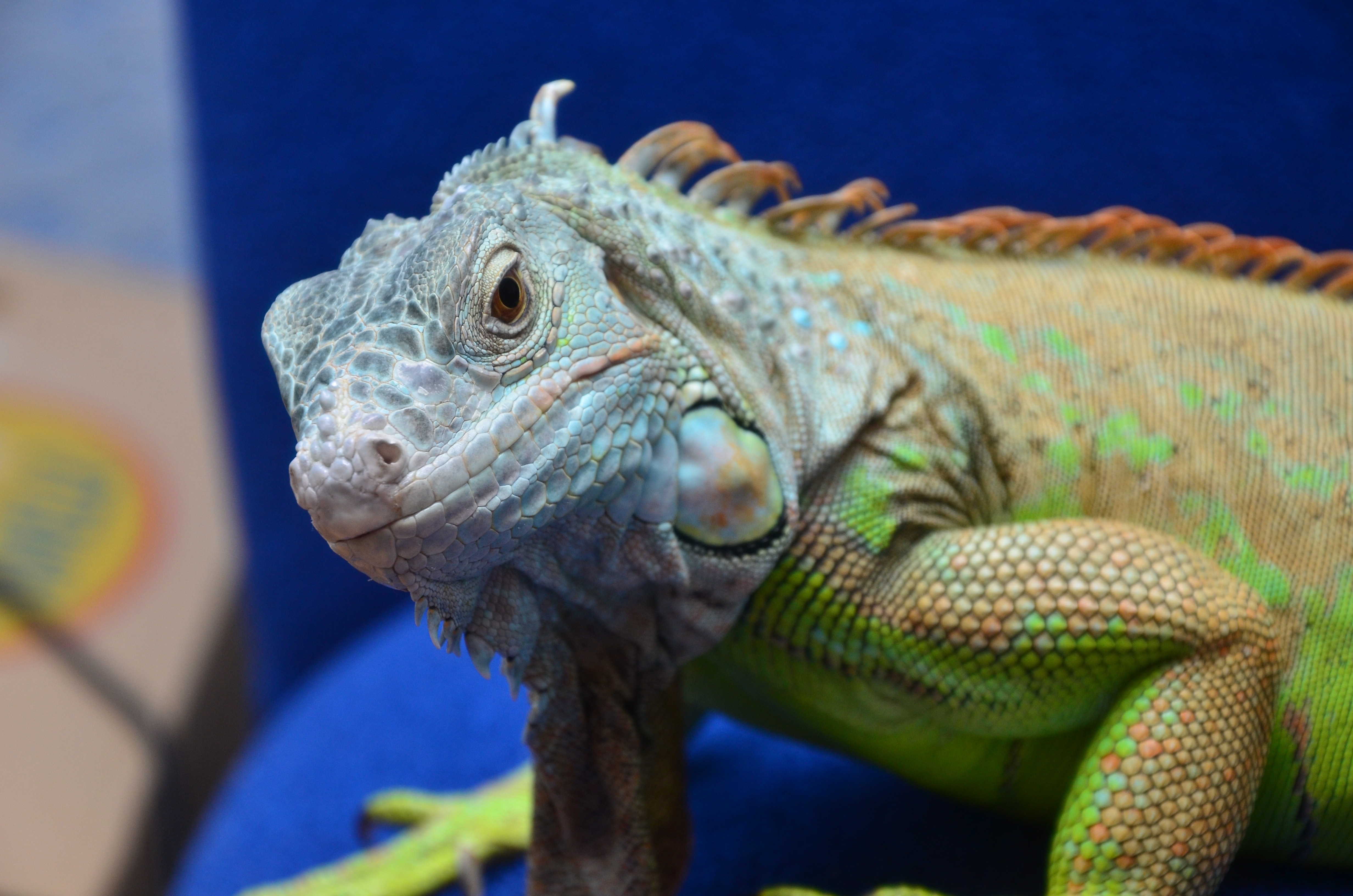 green and blue galapagos iguana