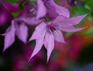 Flower, Color, Plant, Stamens, Spring, purple, flower thumbnail