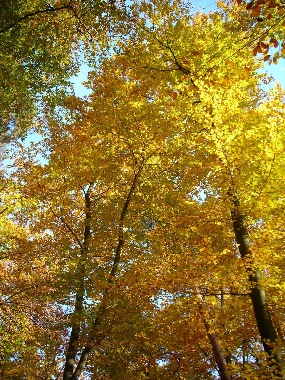 autumn trees preview